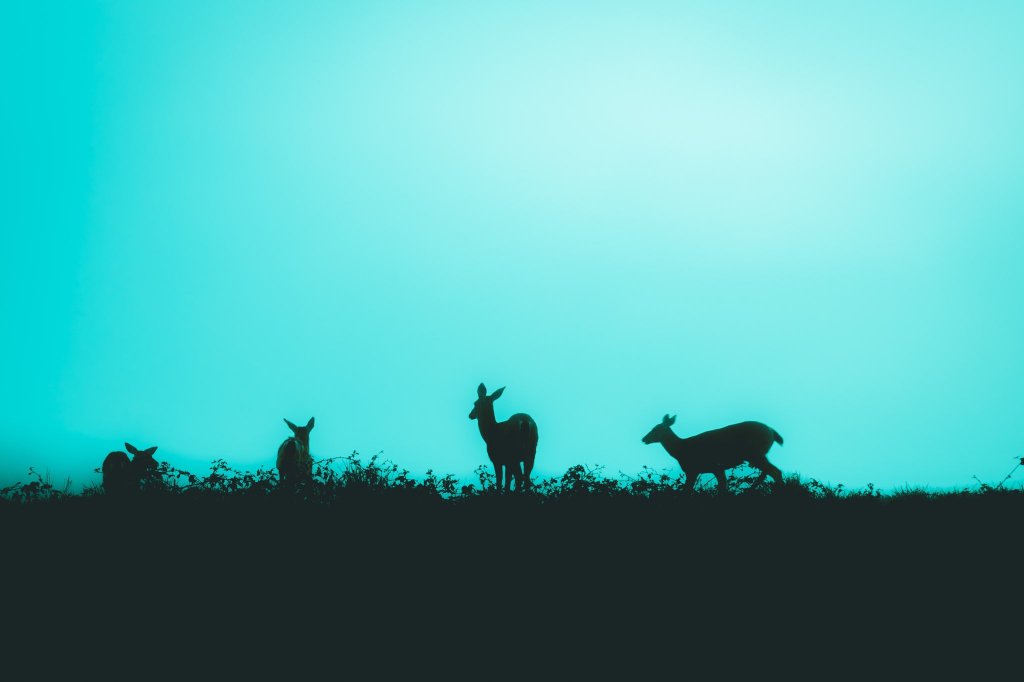 Antología 31 Horrores III: 21.&nbsp;Amanecer