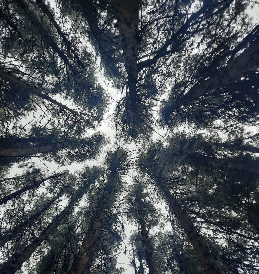 31 Horrores VII – 15.&nbsp;Avanzá